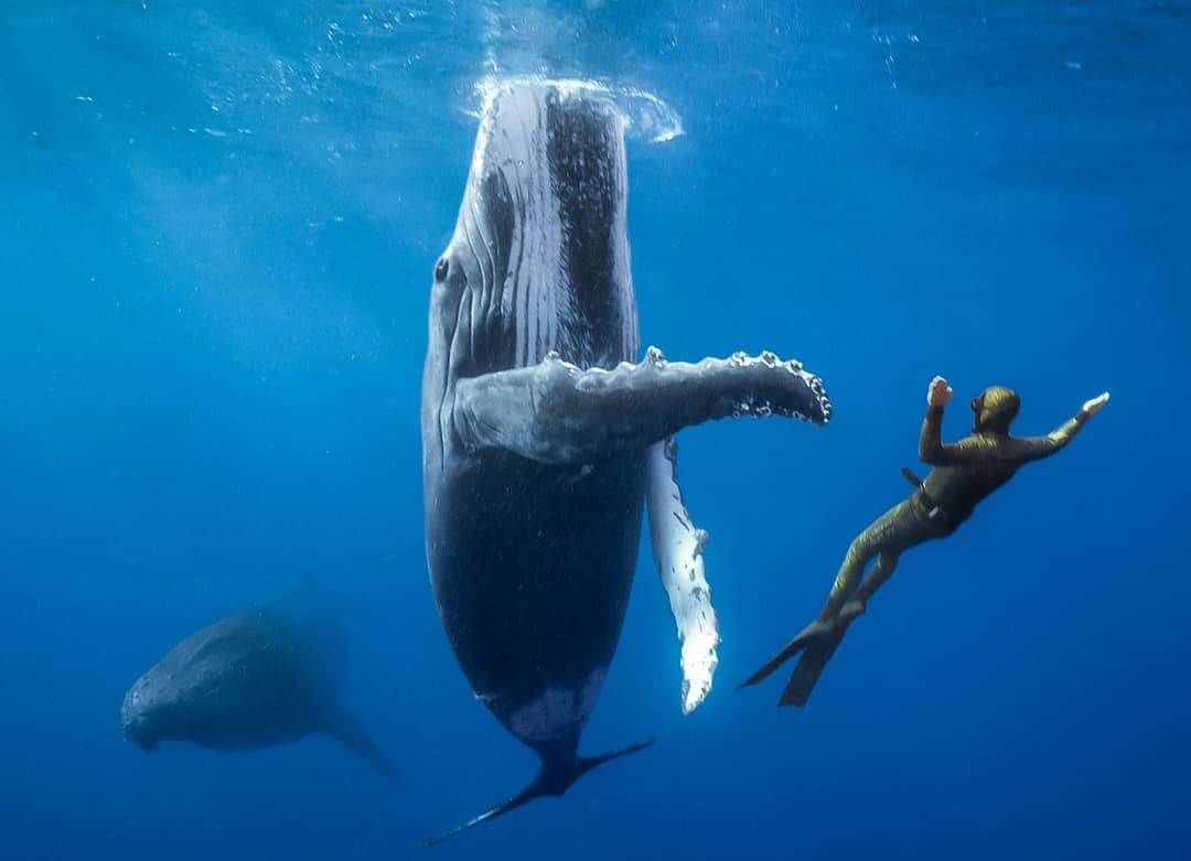 Ep262: Enjoying the Freefall Through Life, with Australian Freediving Record Holder, Adam Stern